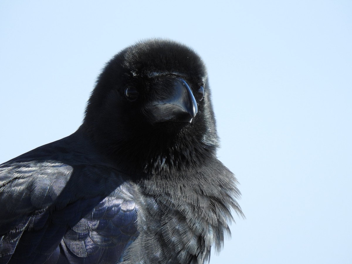 Large-billed Crow - ML582512481