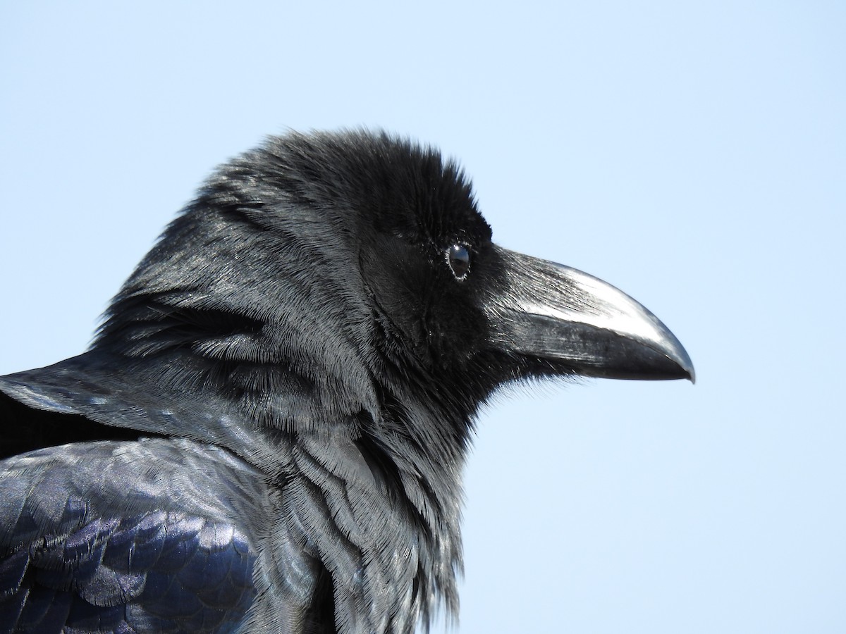 Large-billed Crow - ML582512501