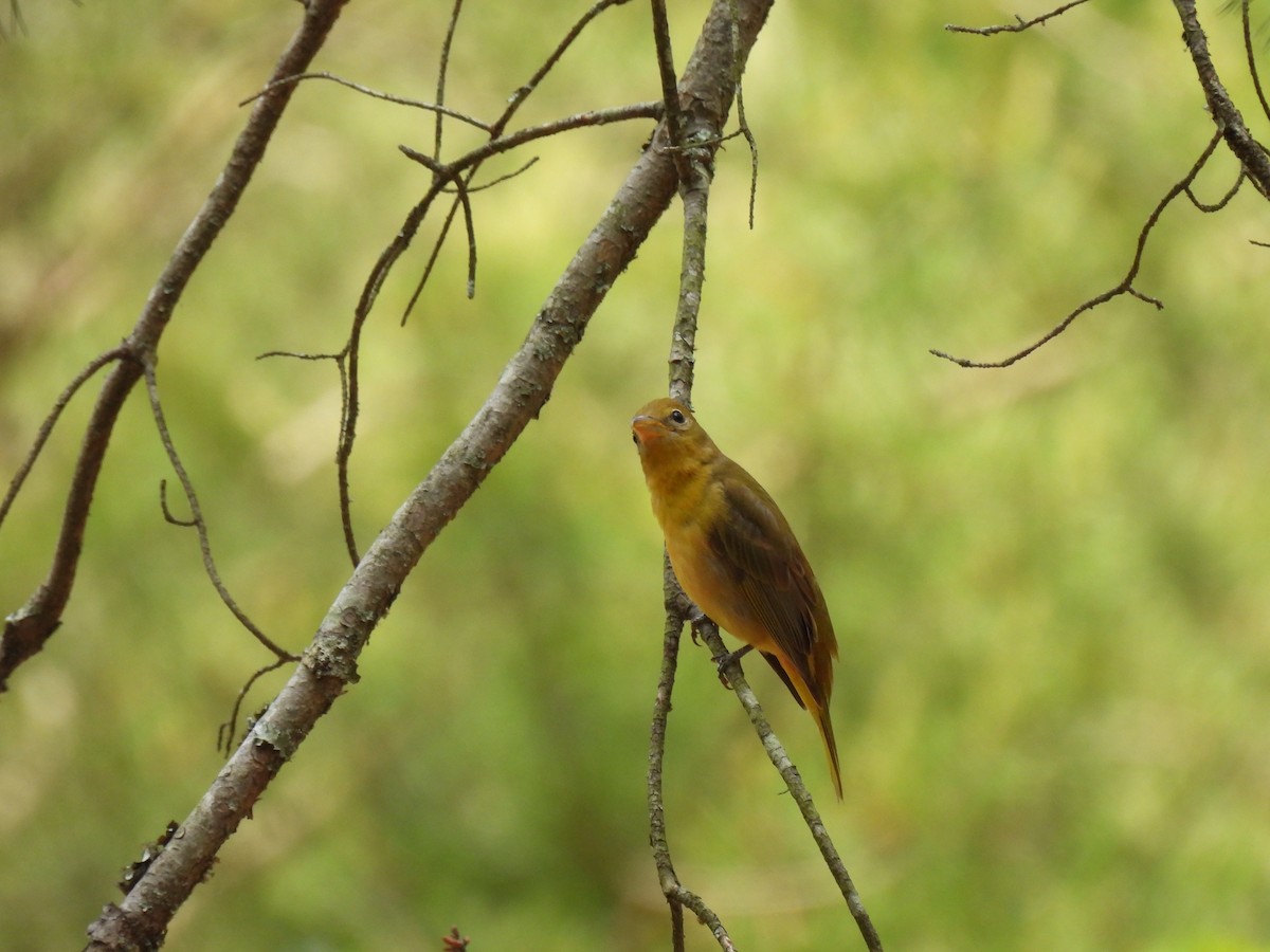 Summer Tanager - Maggie Silverman