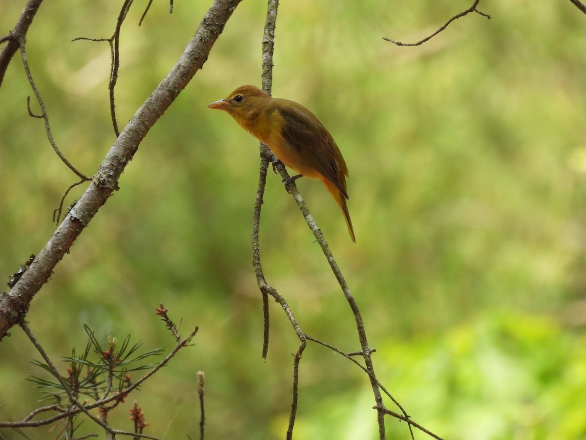 Summer Tanager - Maggie Silverman