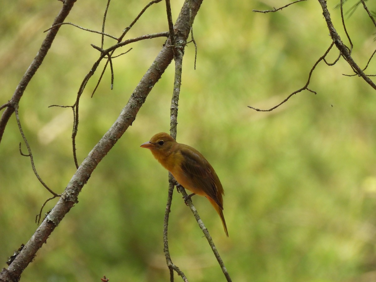 Summer Tanager - Maggie Silverman