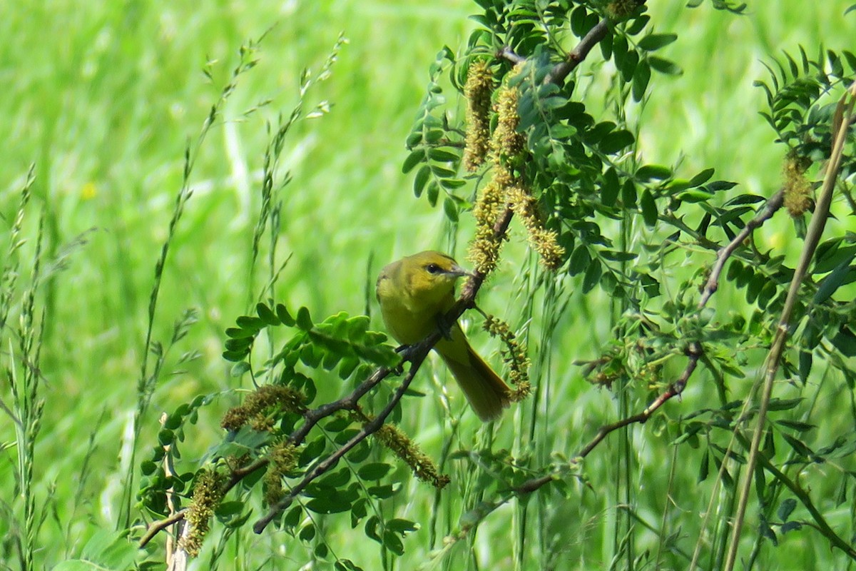 Orchard Oriole - Rishi Palit