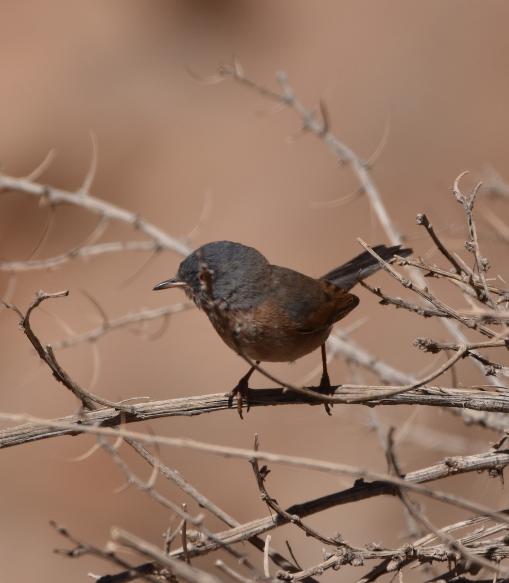 Tristram's Warbler - ML582512791