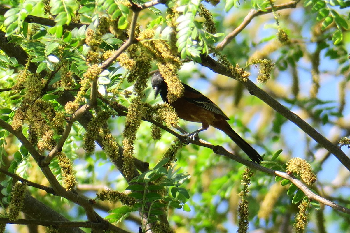 Orchard Oriole - Rishi Palit