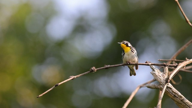 Paruline à gorge jaune (dominica/stoddardi) - ML582512851