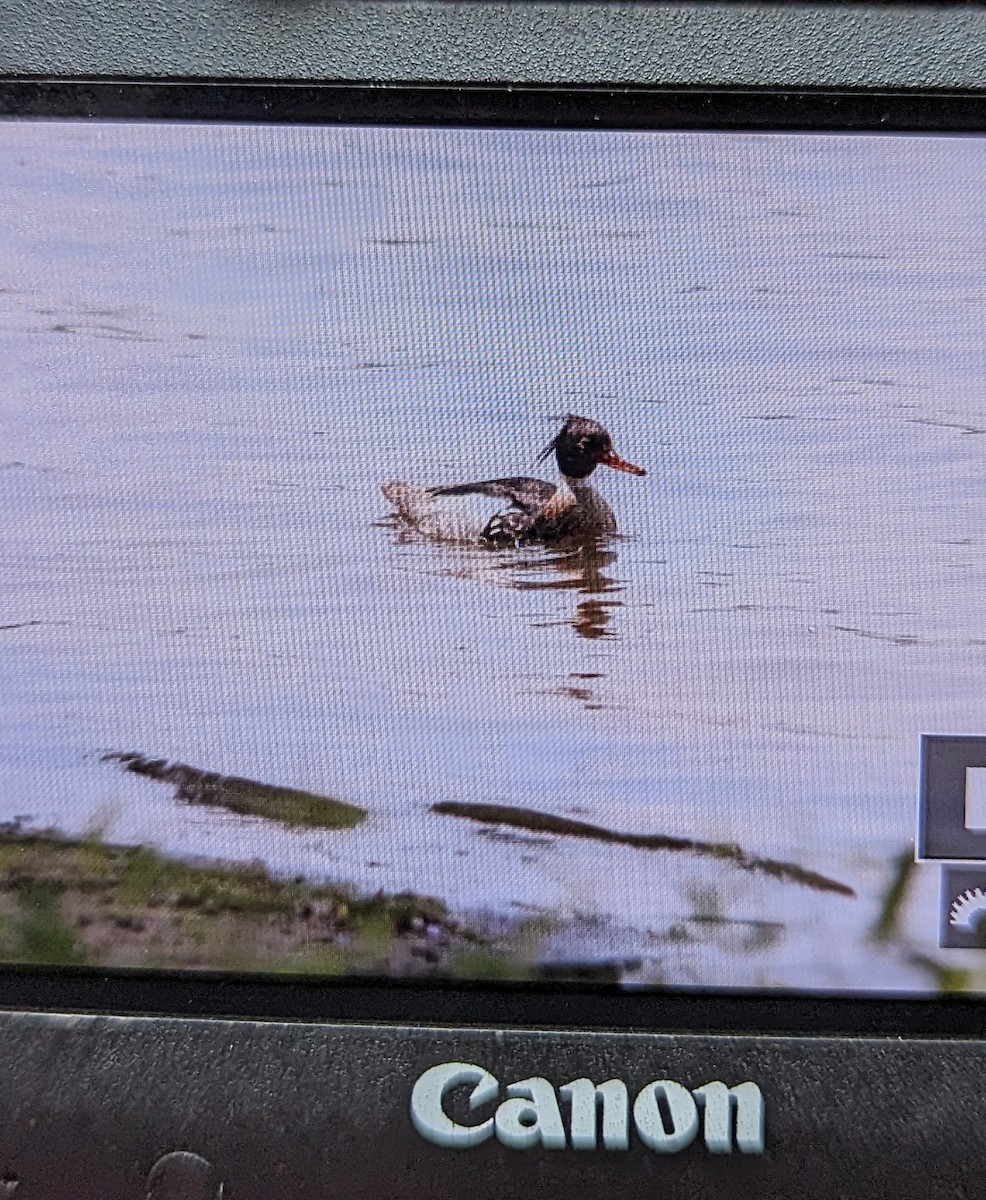 Red-breasted Merganser - ML582513121