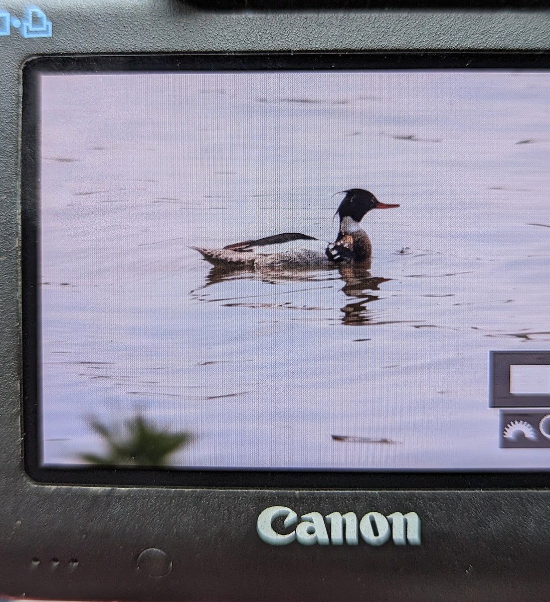 Red-breasted Merganser - Robin Densmore