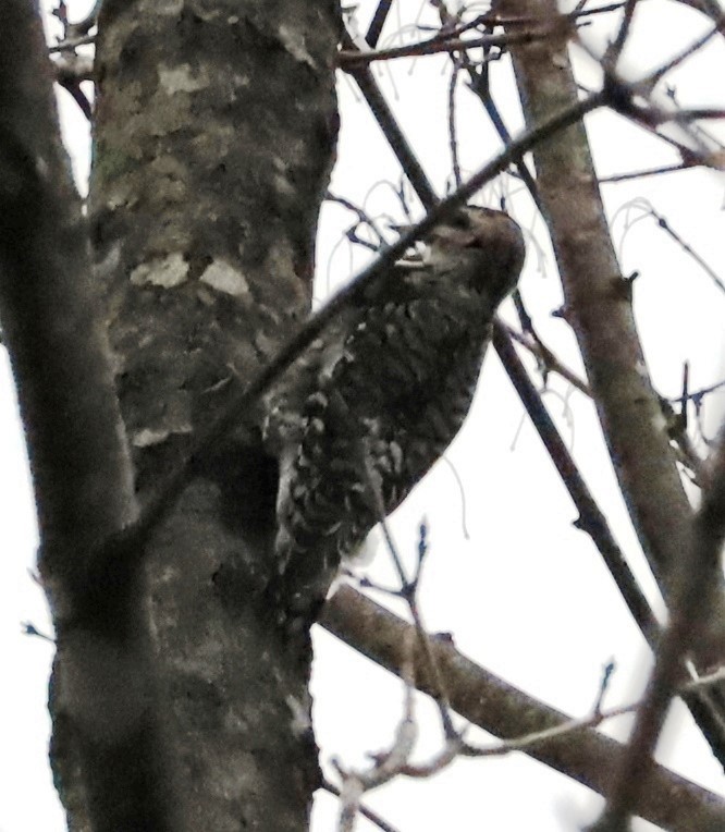 Yellow-bellied Sapsucker - ML582513141