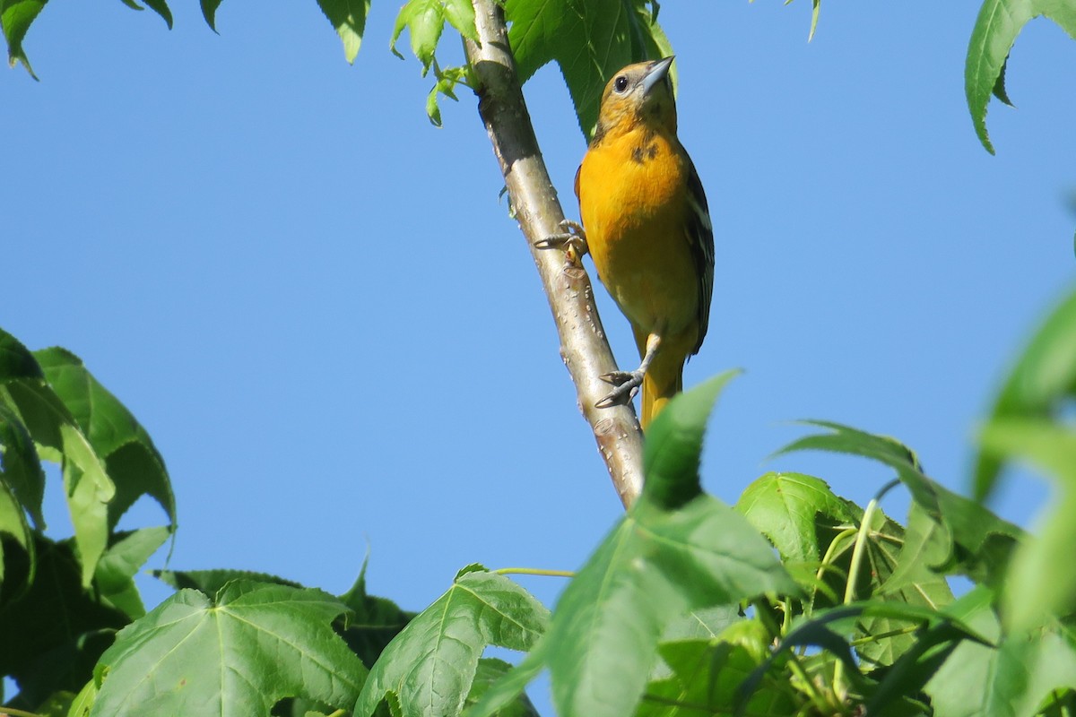 Oriole de Baltimore - ML58251331