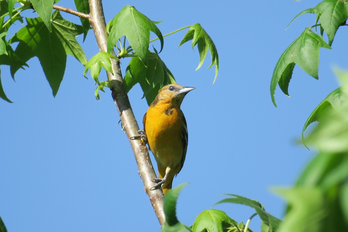 Baltimore Oriole - ML58251341