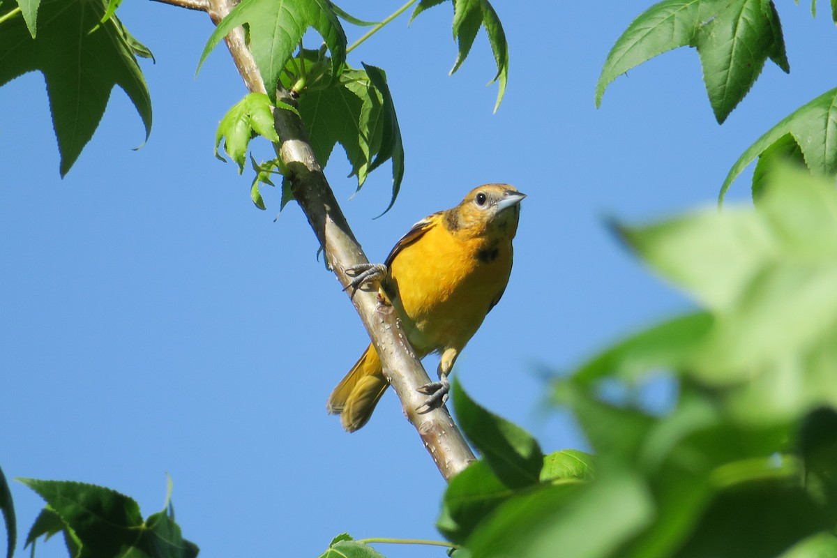 Baltimore Oriole - ML58251351