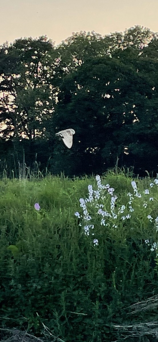 Western Barn Owl - ML582513971