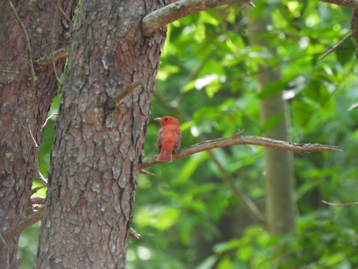Summer Tanager - Maggie Silverman