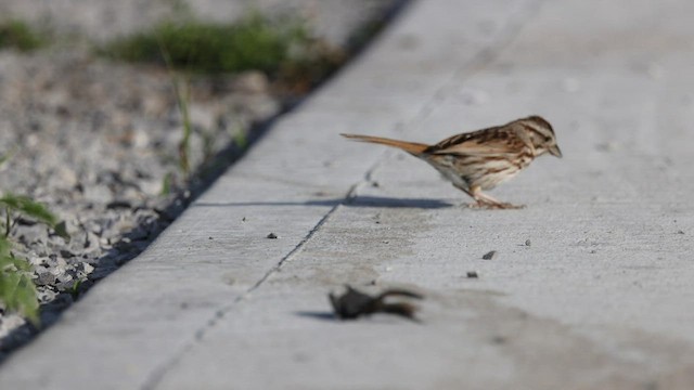 Song Sparrow - ML582514391