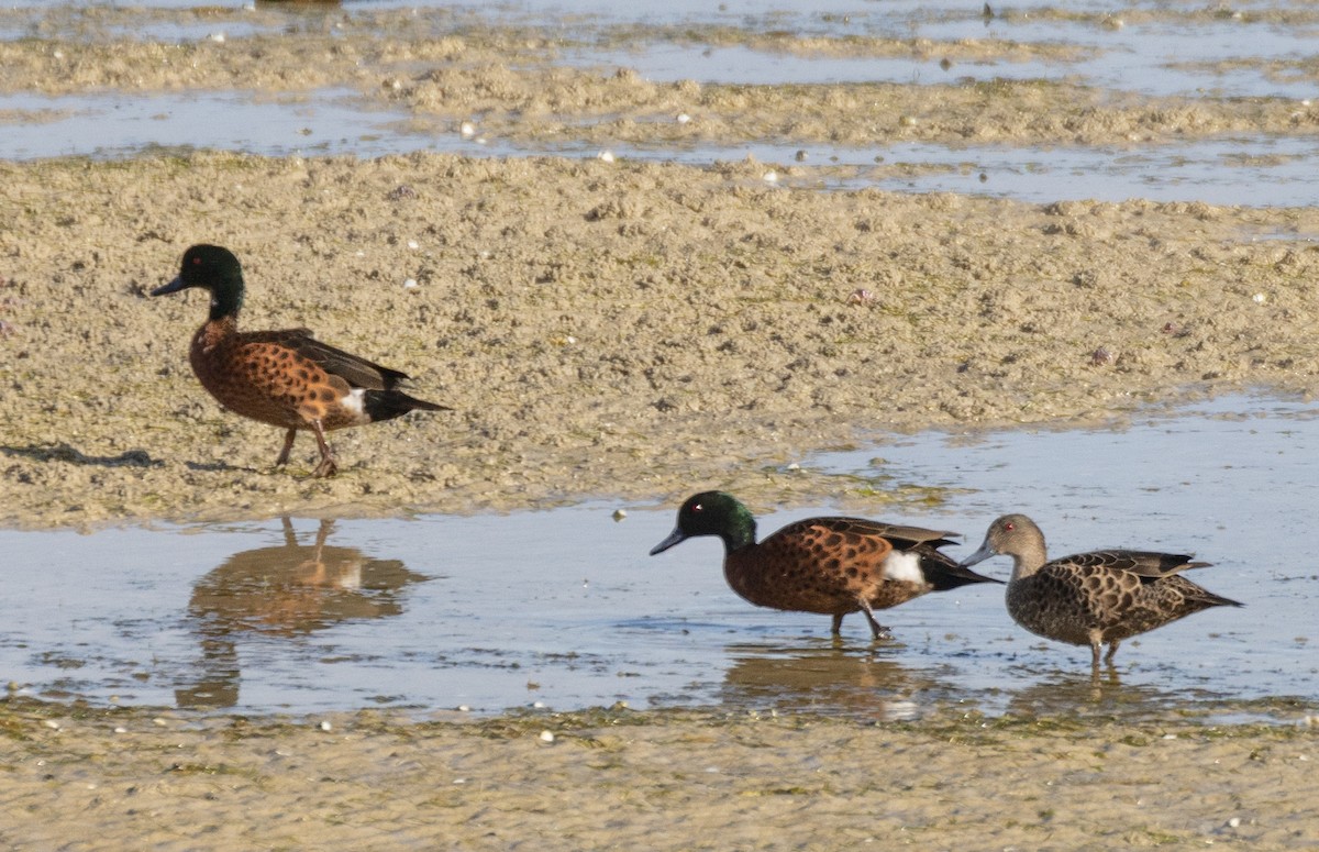 Chestnut Teal - ML582514821