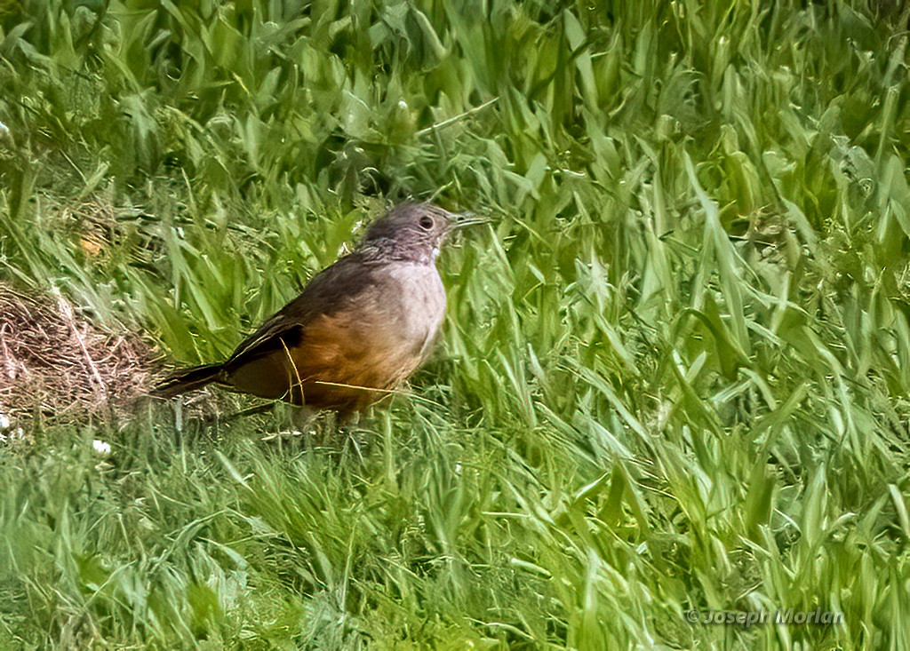 Rufous-bellied Thrush - ML582515851