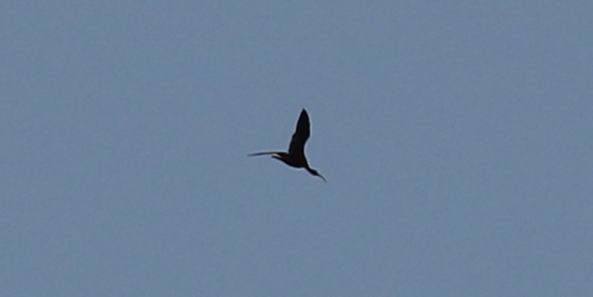 Glossy/White-faced Ibis - James Wheat