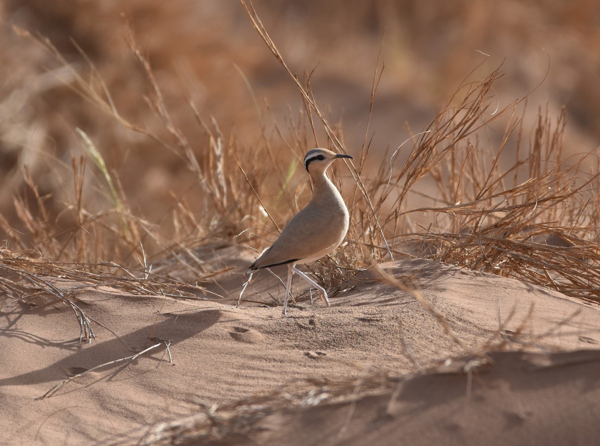 Cream-colored Courser - ML582516541