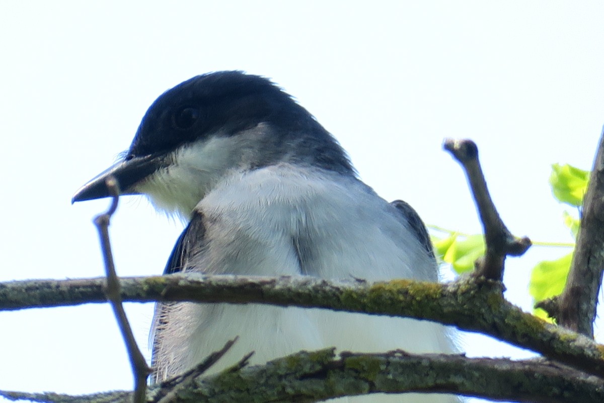 Eastern Kingbird - ML58251701