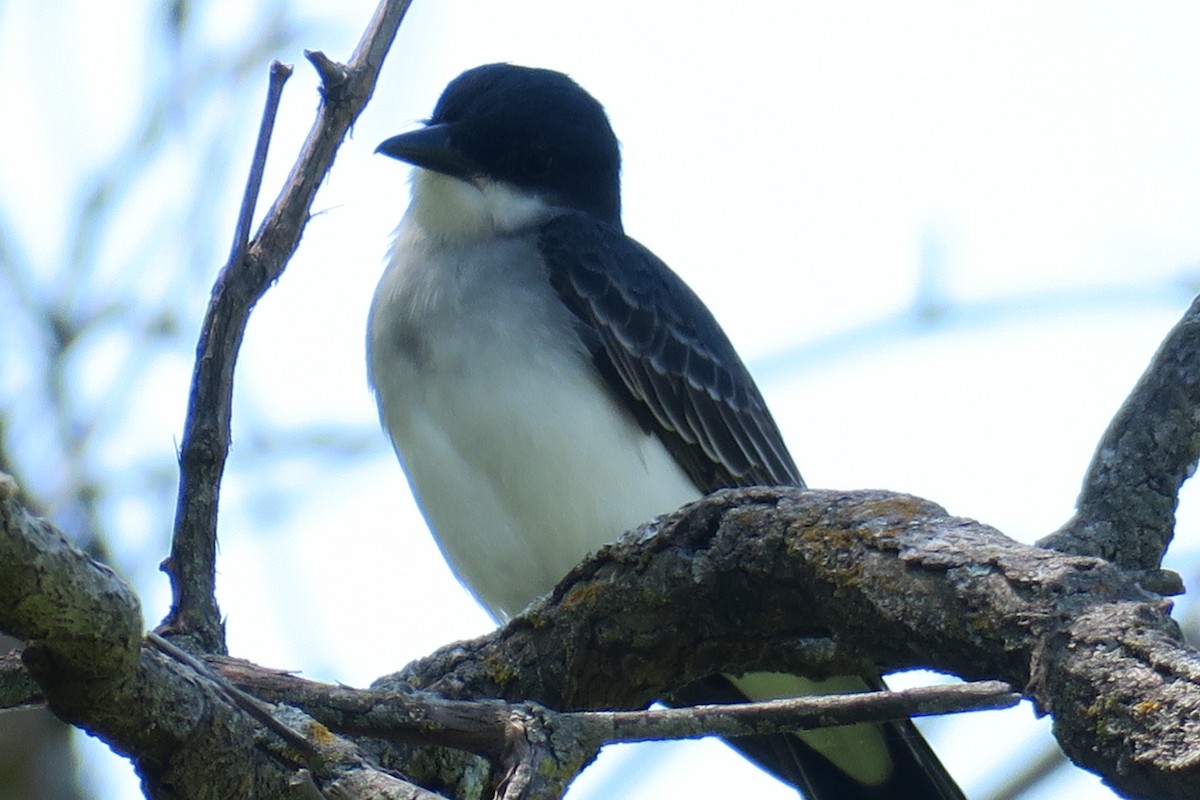 Eastern Kingbird - ML58251721