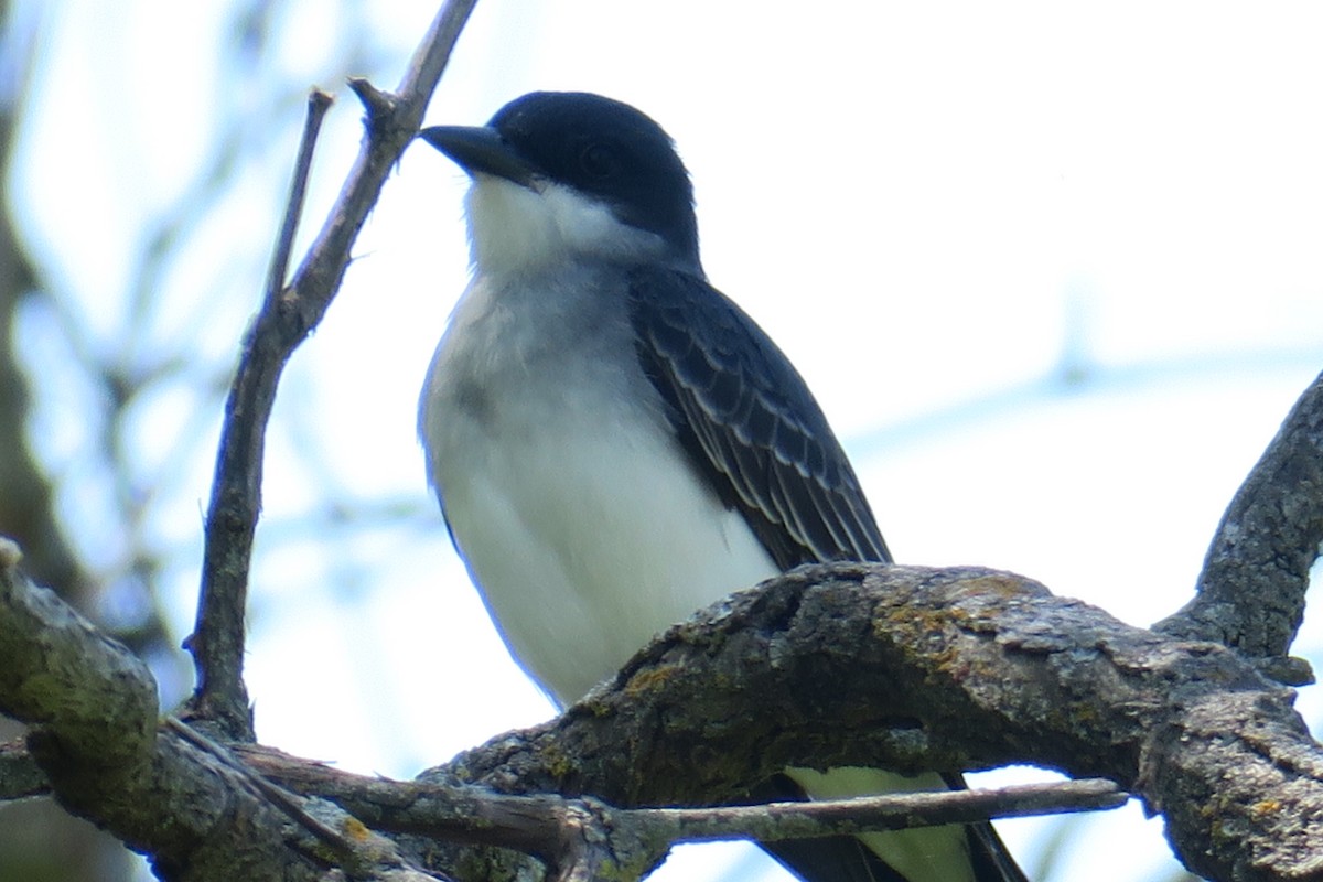 Eastern Kingbird - ML58251731