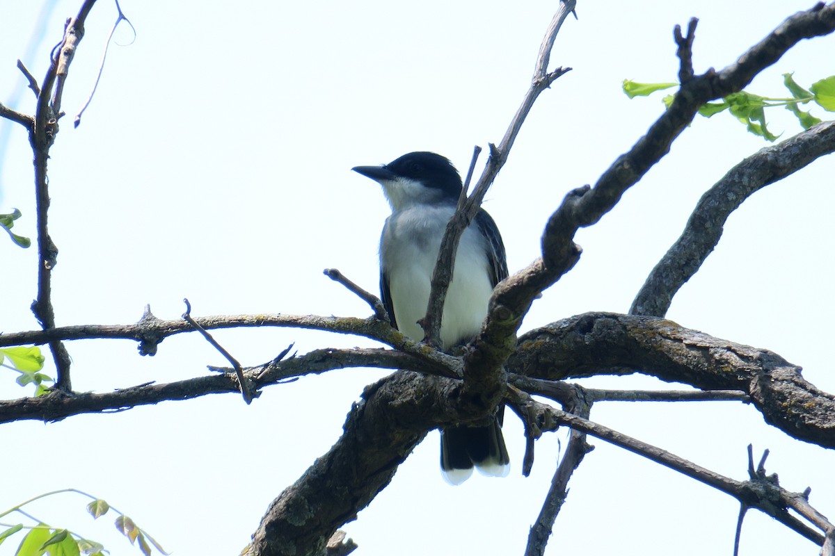 Eastern Kingbird - ML58251761