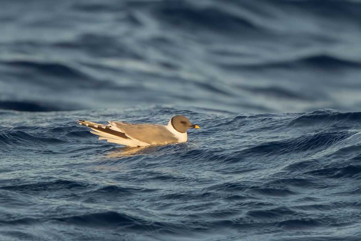 Sabine's Gull - ML582518071