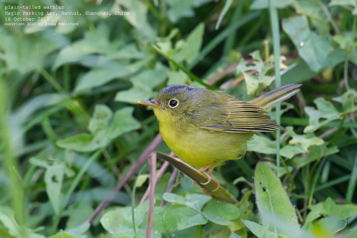 Alström's Warbler - Craig Brelsford
