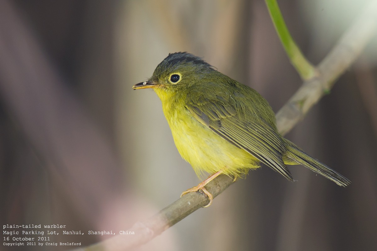 Alström's Warbler - Craig Brelsford