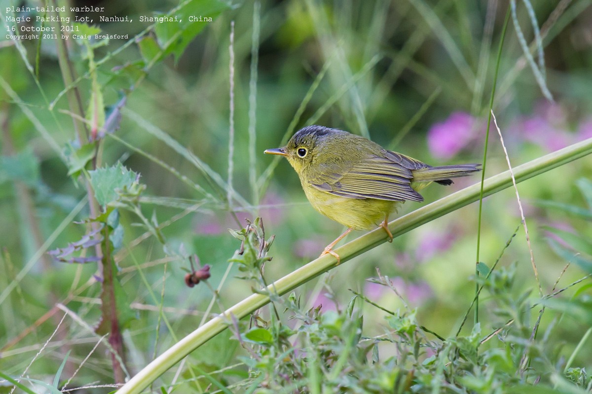 Alström's Warbler - Craig Brelsford