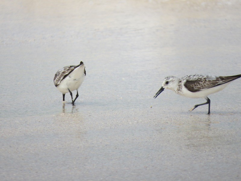 Sanderling - ML582518421