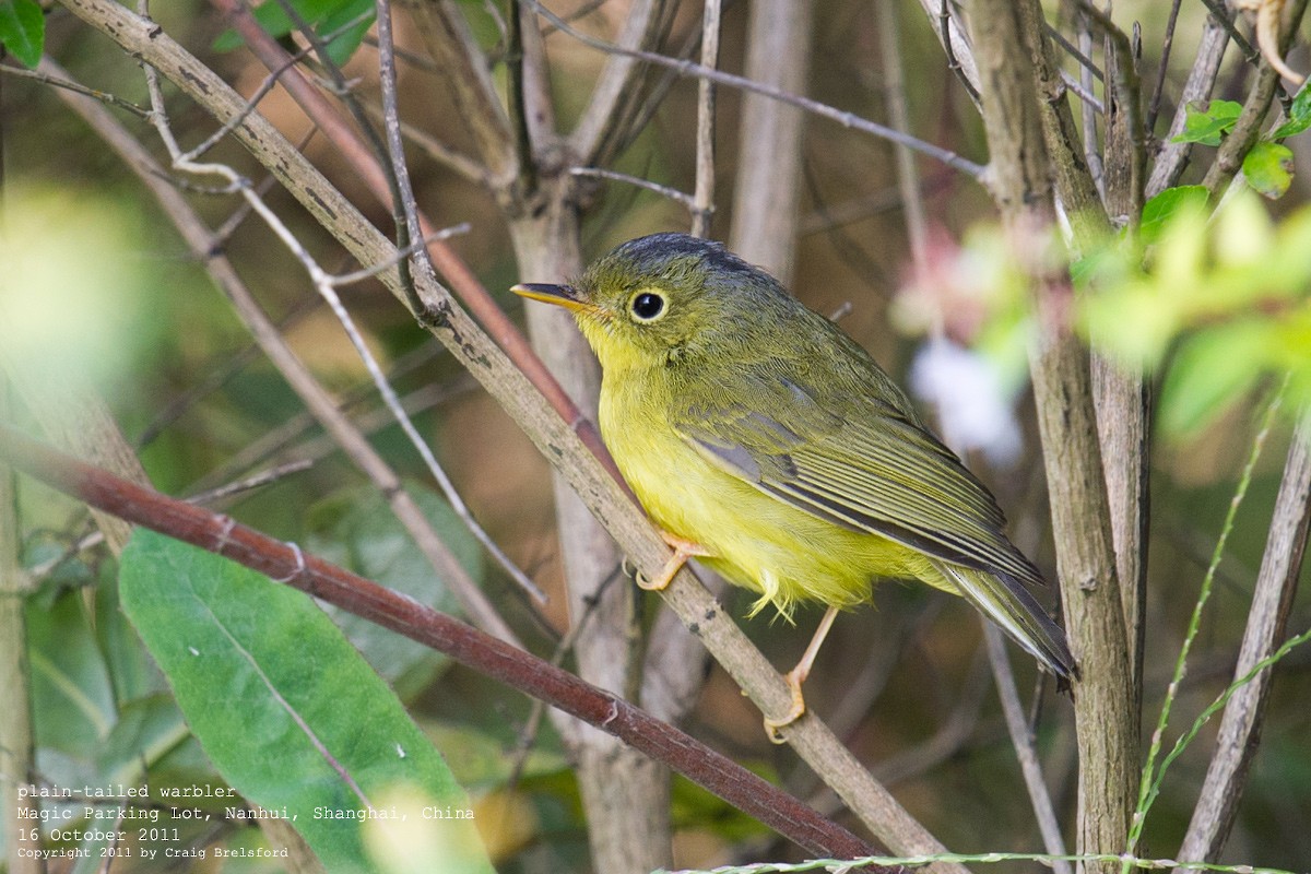 Alström's Warbler - ML58251851