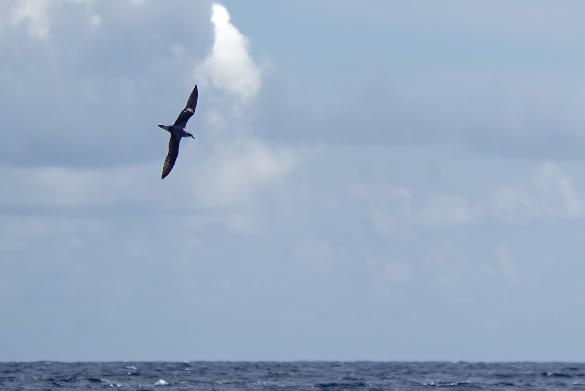 Fea's Petrel (Desertas) - ML582518551