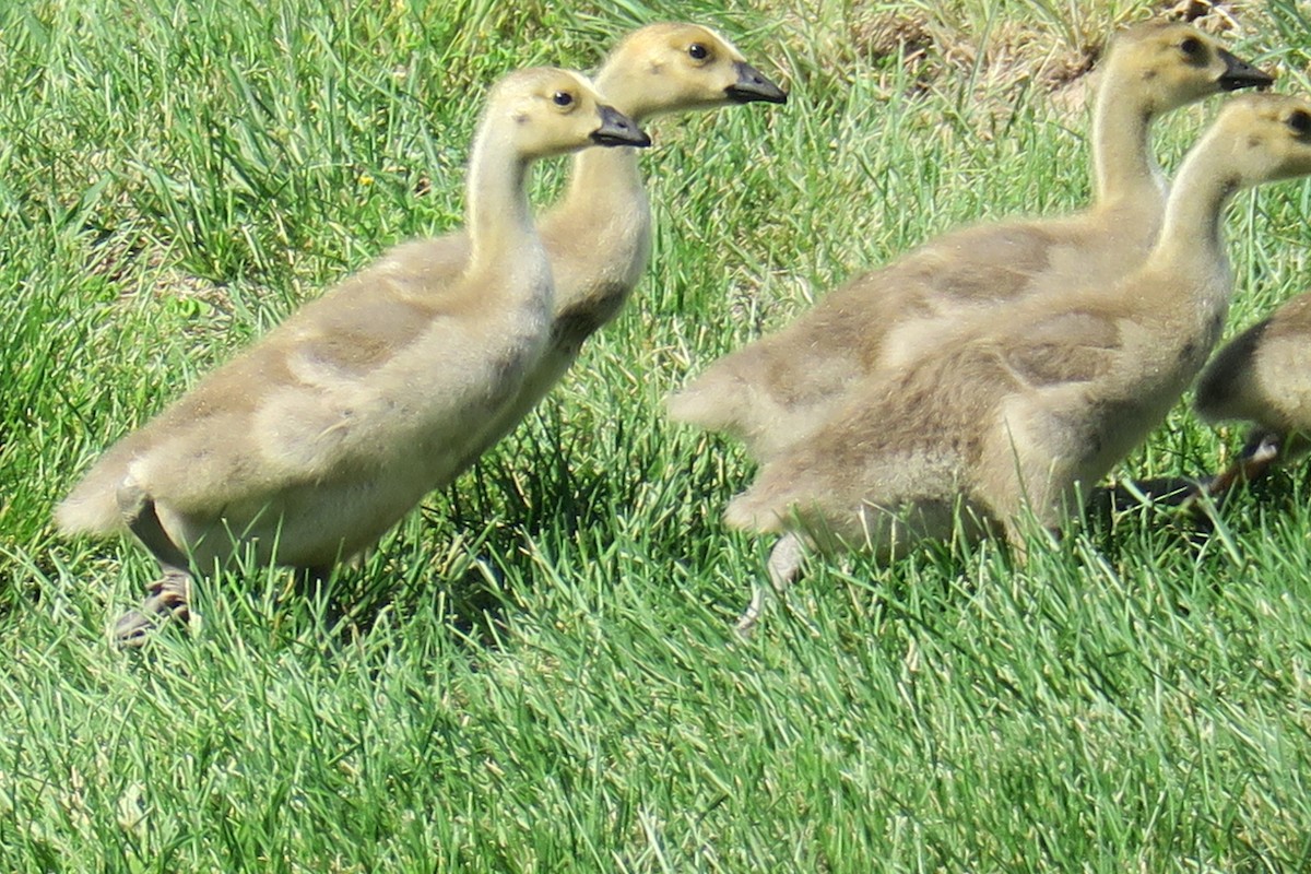 Canada Goose - Rishi Palit