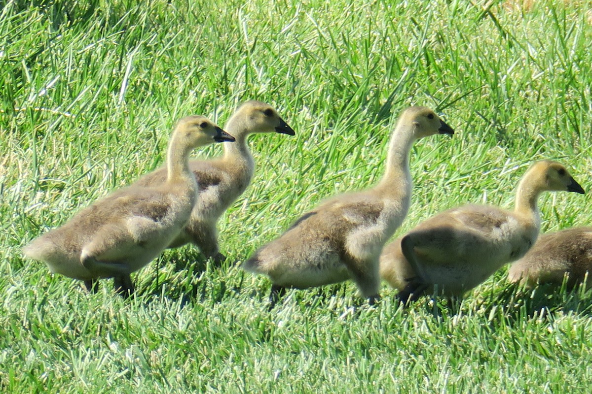 Canada Goose - ML58251871