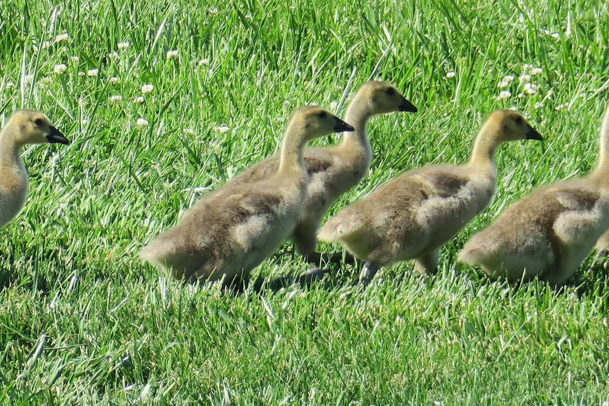 Canada Goose - ML58251901