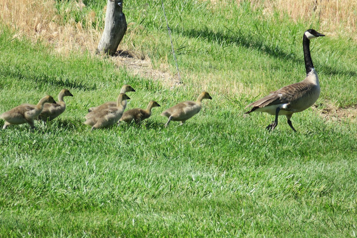 Canada Goose - Rishi Palit