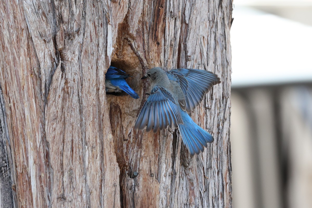 Mountain Bluebird - ML582519571