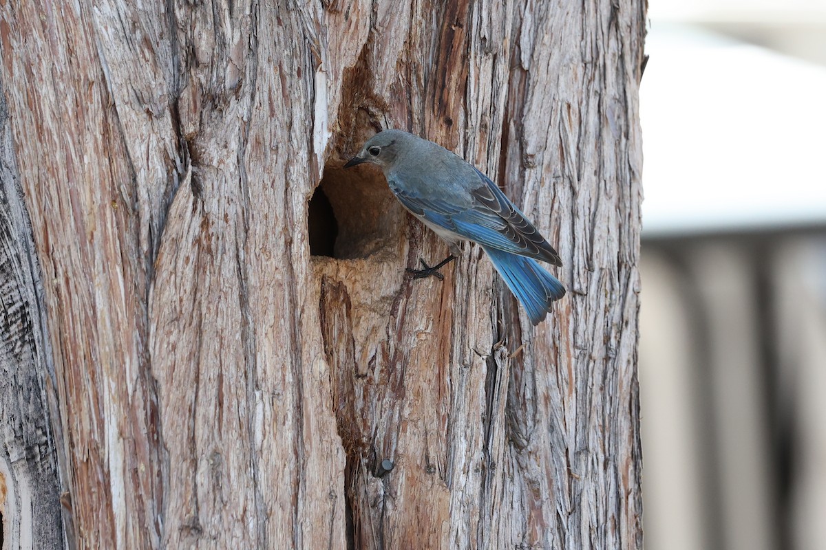 Mountain Bluebird - ML582519591