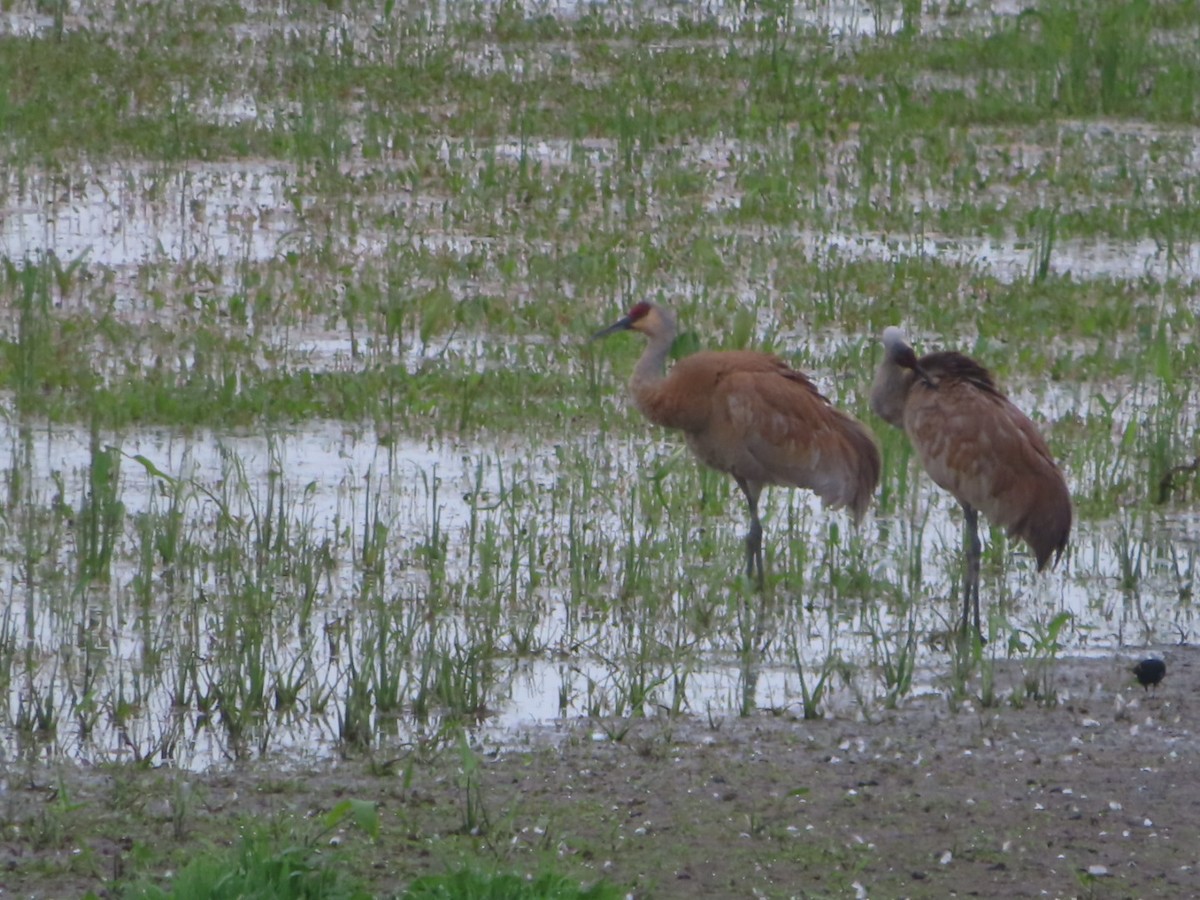 Sandhill Crane - ML582520421