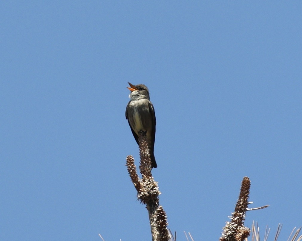 Olive-sided Flycatcher - ML582520451