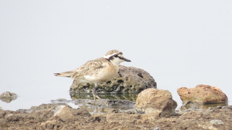 Kittlitz's Plover - ML582520651