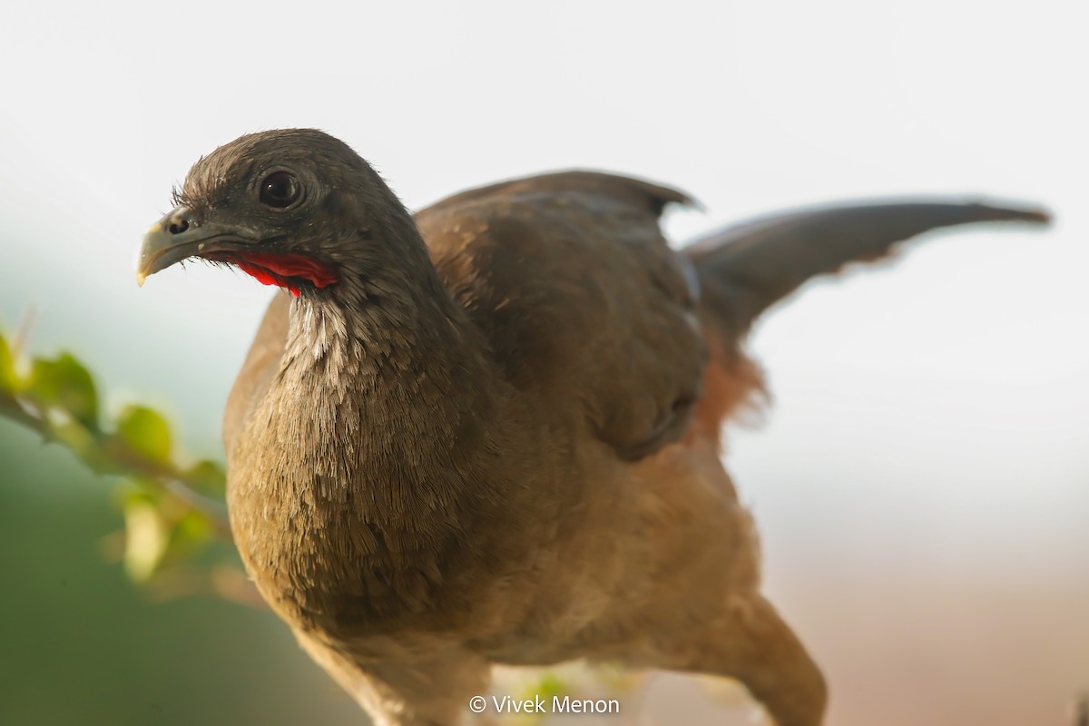 Rufous-vented Chachalaca (Rufous-tipped) - ML582521521