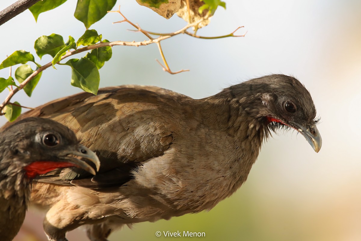 Rufous-vented Chachalaca (Rufous-tipped) - ML582521551