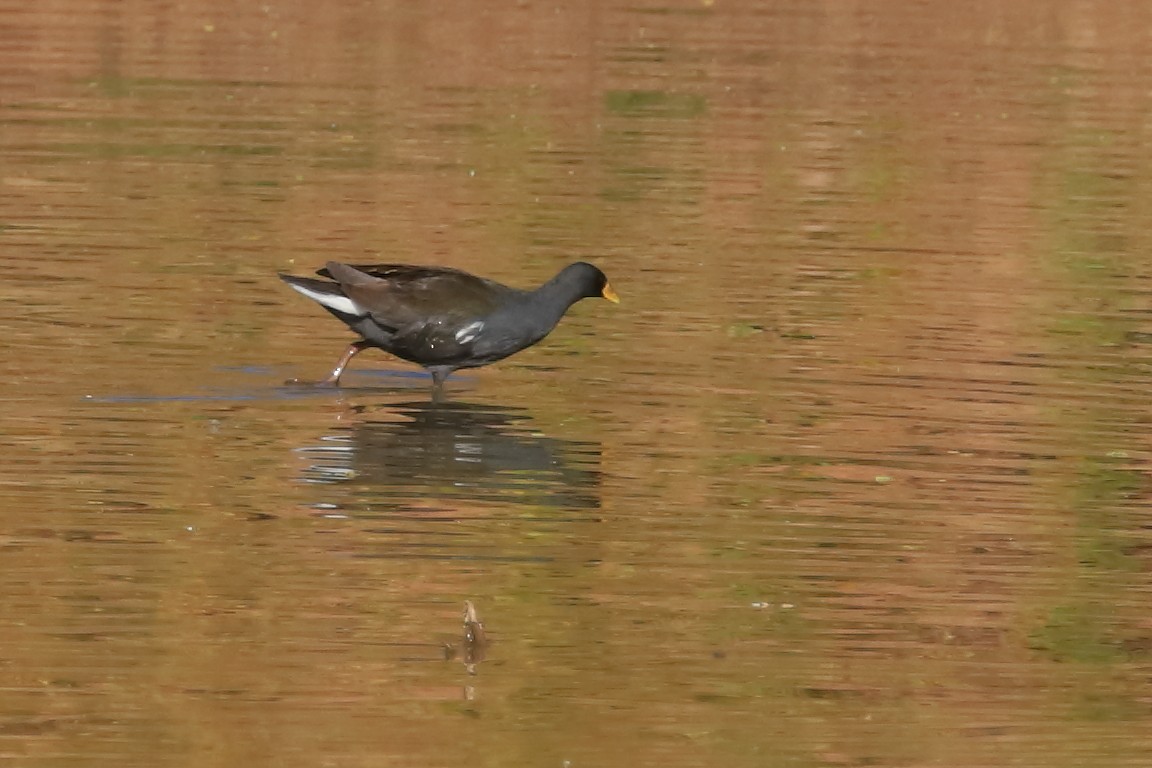 Lesser Moorhen - Phil Stouffer