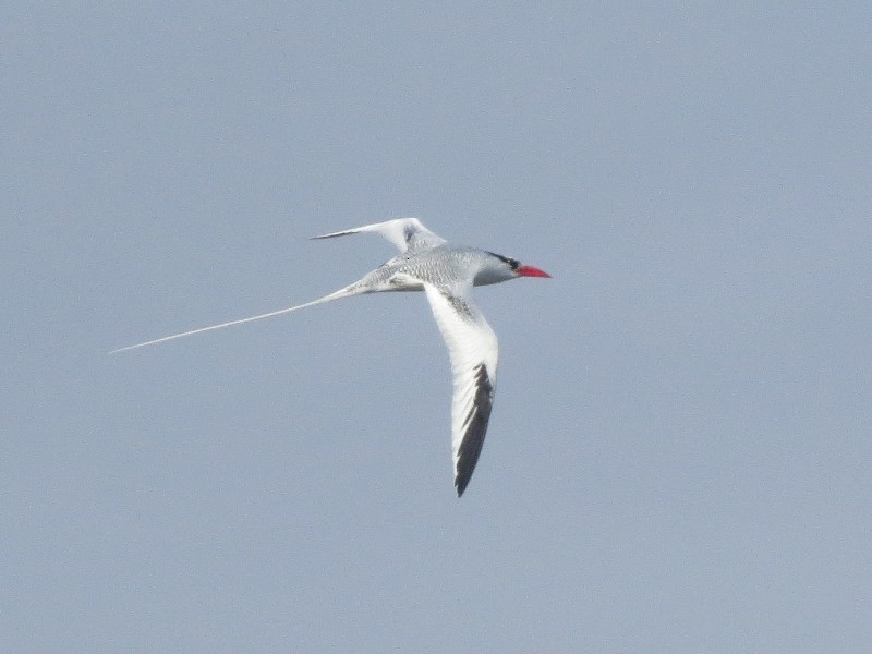 Red-billed Tropicbird - ML582523001