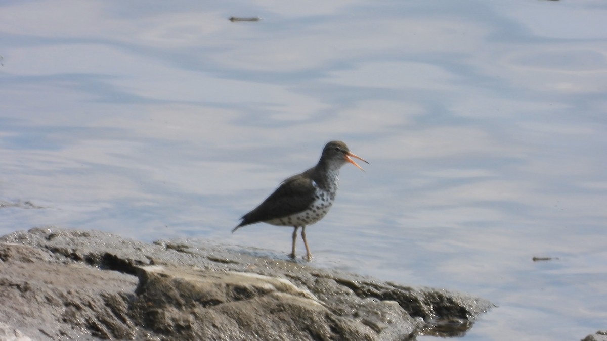 Spotted Sandpiper - Denis Provencher COHL