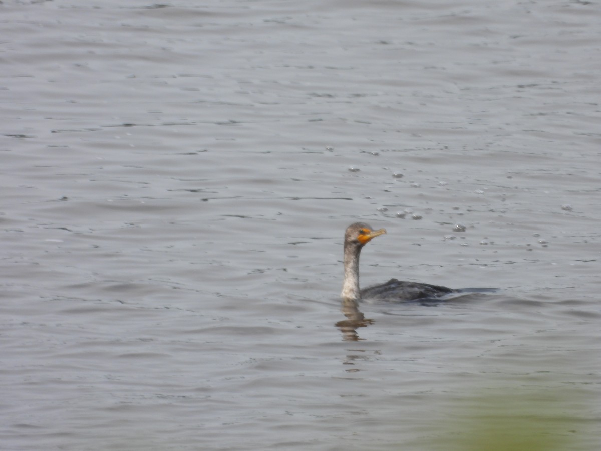 Double-crested Cormorant - ML582523291