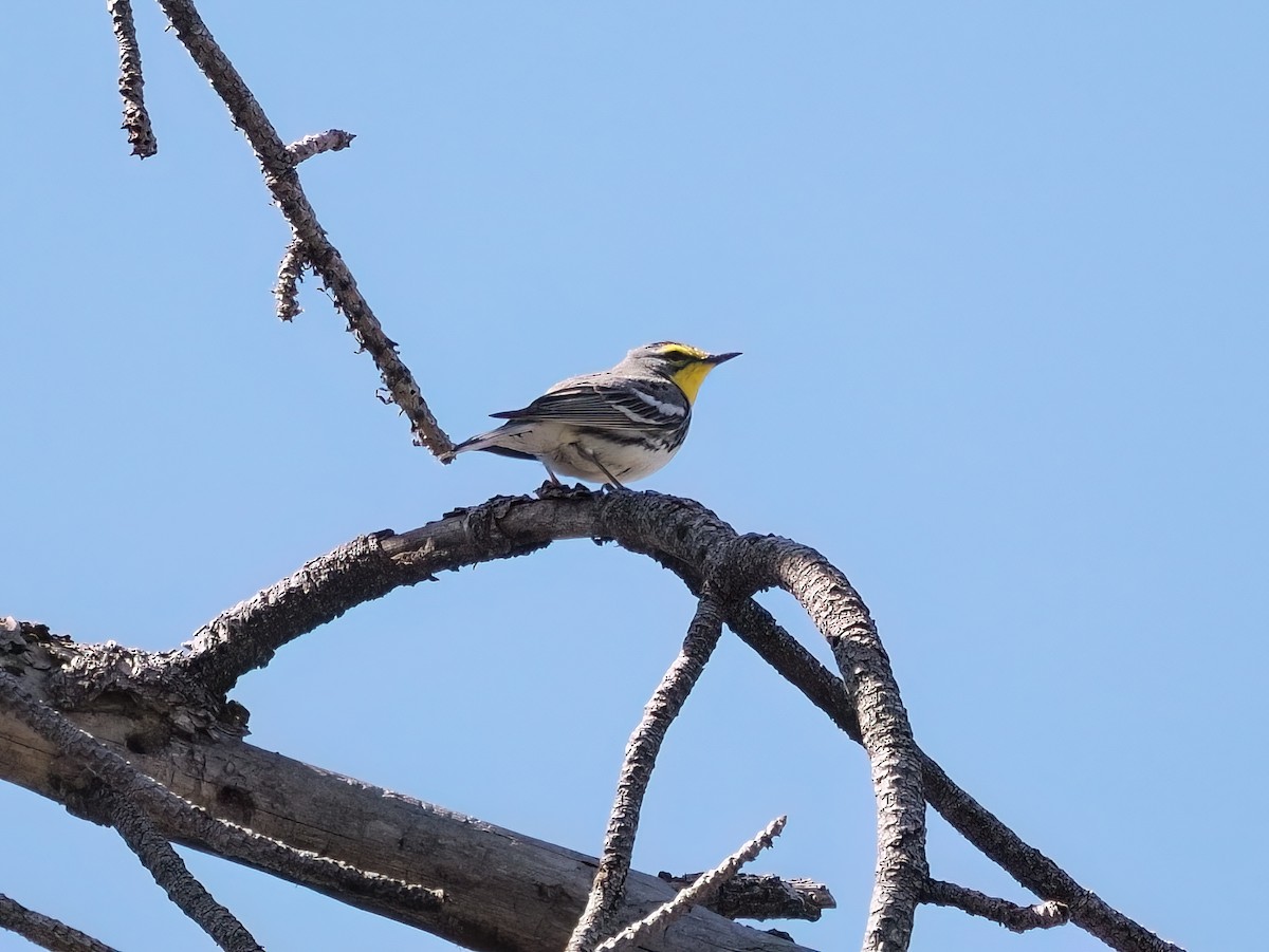 Grace's Warbler - ML582523391