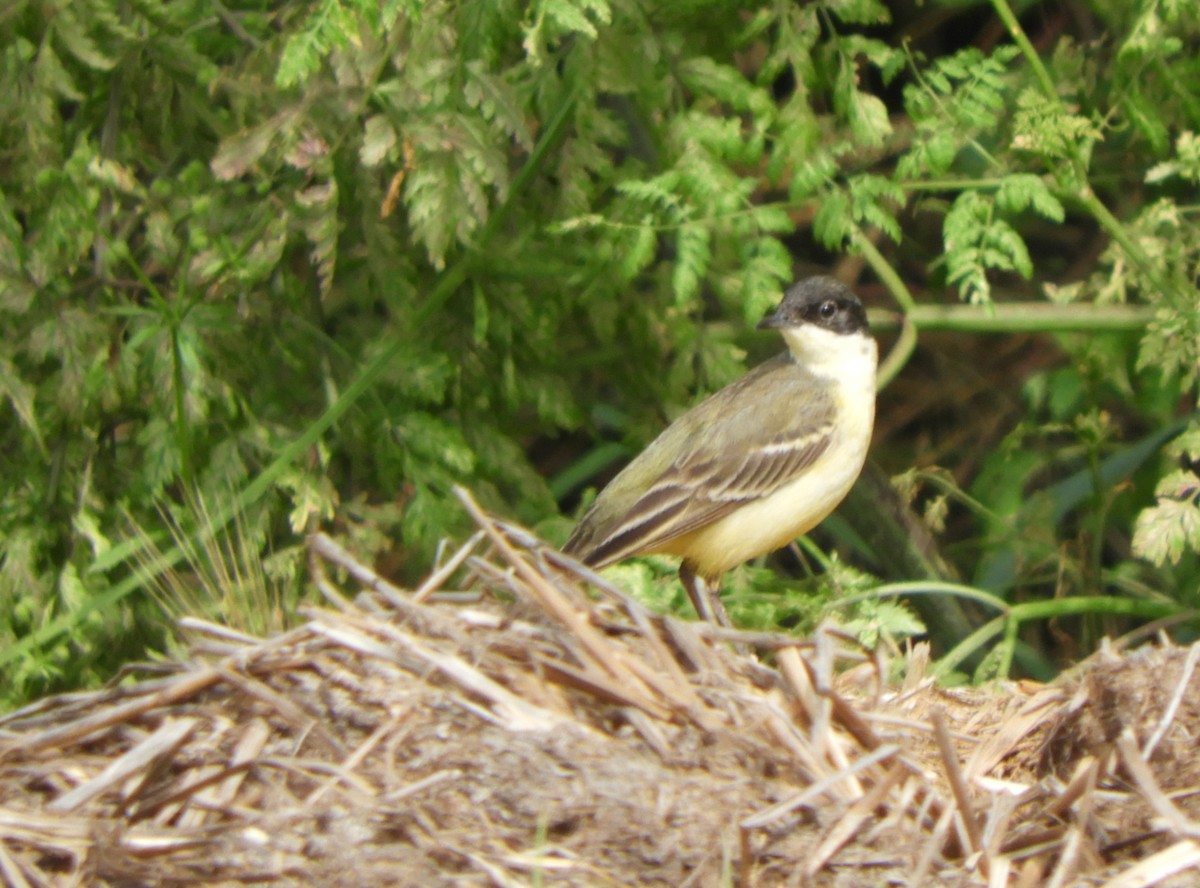 Өрнийн шар цэгцгий - ML582523671